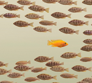 Провал, еще провал: как менять компанию, которая не меняется