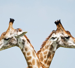 Сообразить на двоих